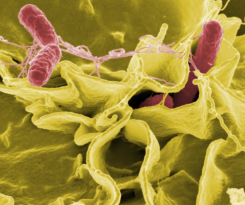 Salmonelosis: una infección que puede prevenirse